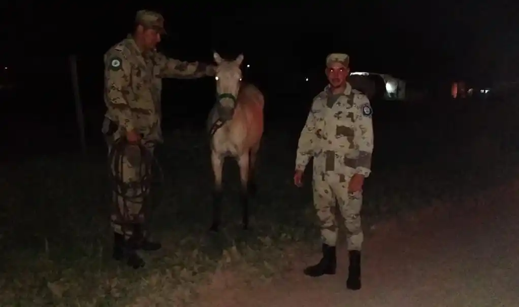 Secuestraron un arma de fuego y recuperaron un caballo robado