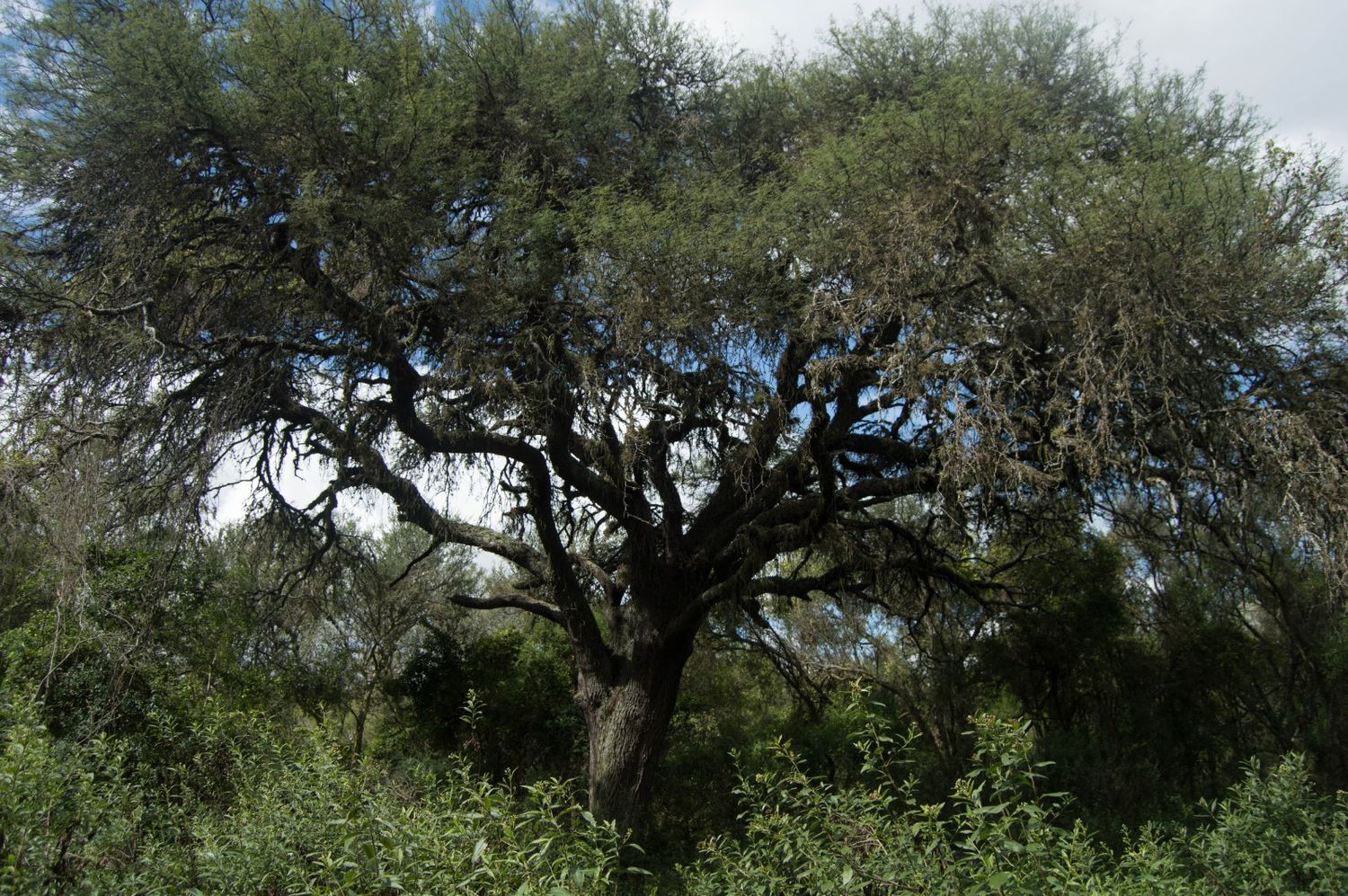 Provincia sumará 15.000 hectáreas de bosques nativos bajo protección ambiental