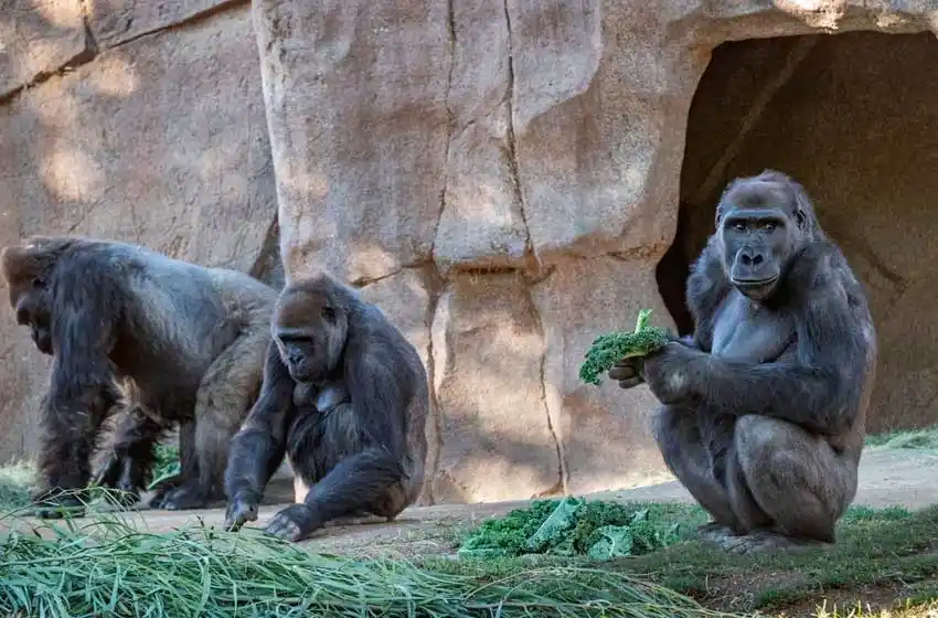 Gorilas de un zoológico dieron positivo de coronavirus e investigan el origen de la infección