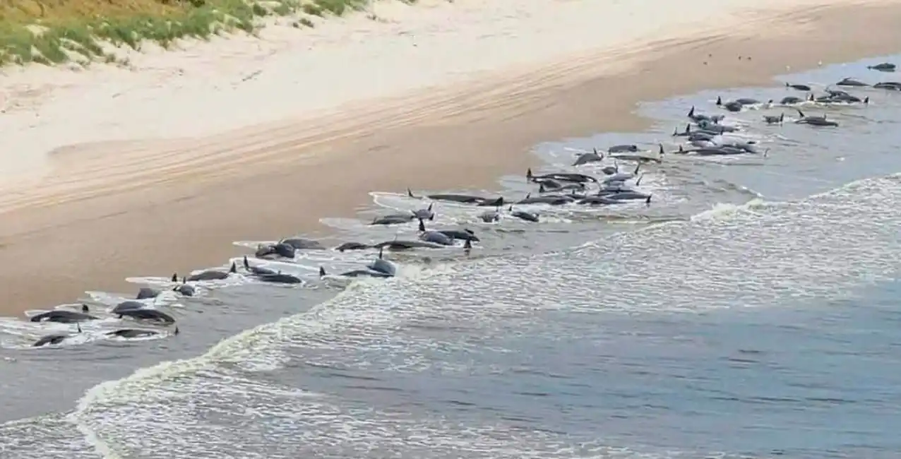 Australia: encontraron 230 ballenas en la orilla del mar y la mitad están muertas