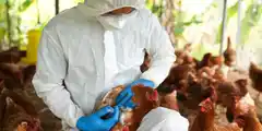 Preparan protocolos contra la influenza aviar para la Campaña argentina de verano en la Antártida