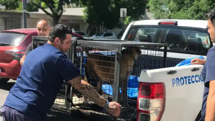 La Municipalidad intervino en más de 1300 casos de maltrato animal durante el 2025