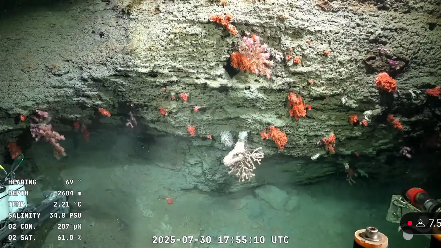 En una exploración histórica, científicos argentinos descubrieron especies y microplásticos.