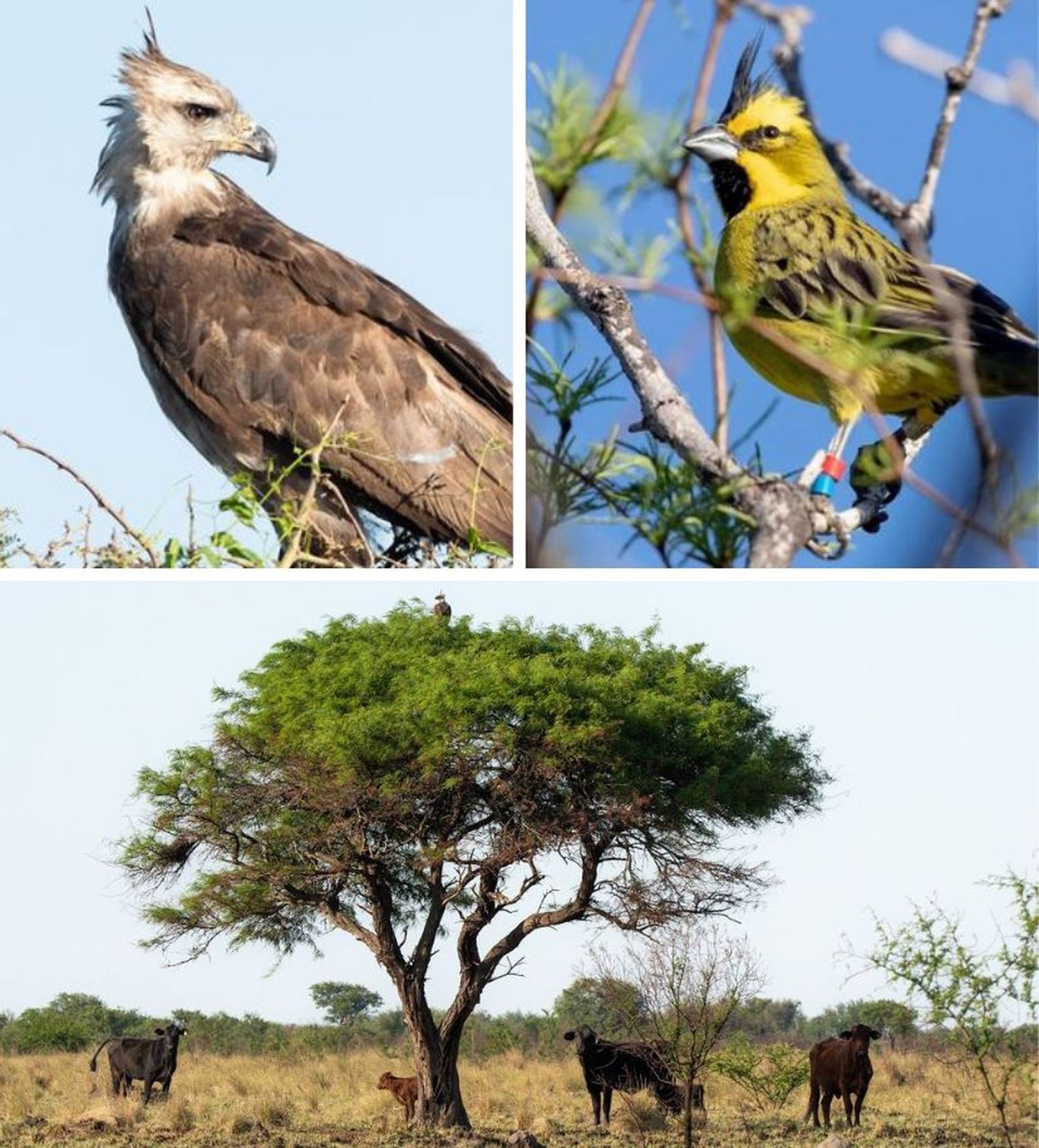Santa Fe avanza en la conservación del águila coronada y el cardenal amarillo