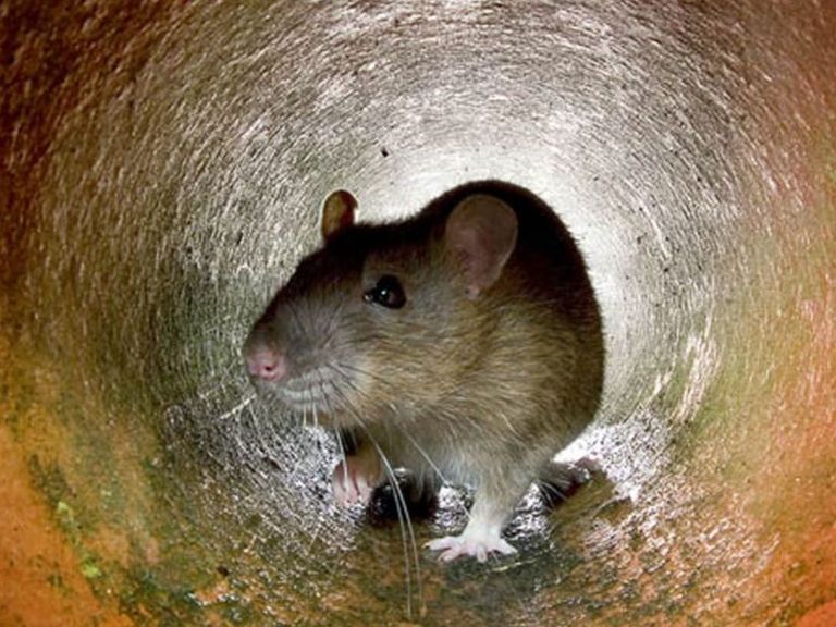 Hallazgo impactante: encontraron una rata del tamaño de un gato en Inglaterra