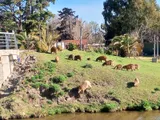 Una familia de carpinchos sorprendió a vecinos y turistas en el Lago del Fuerte