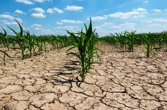 Sequía: prorrogan la Emergencia Agropecuaria en Santa Fe para todas las producciones