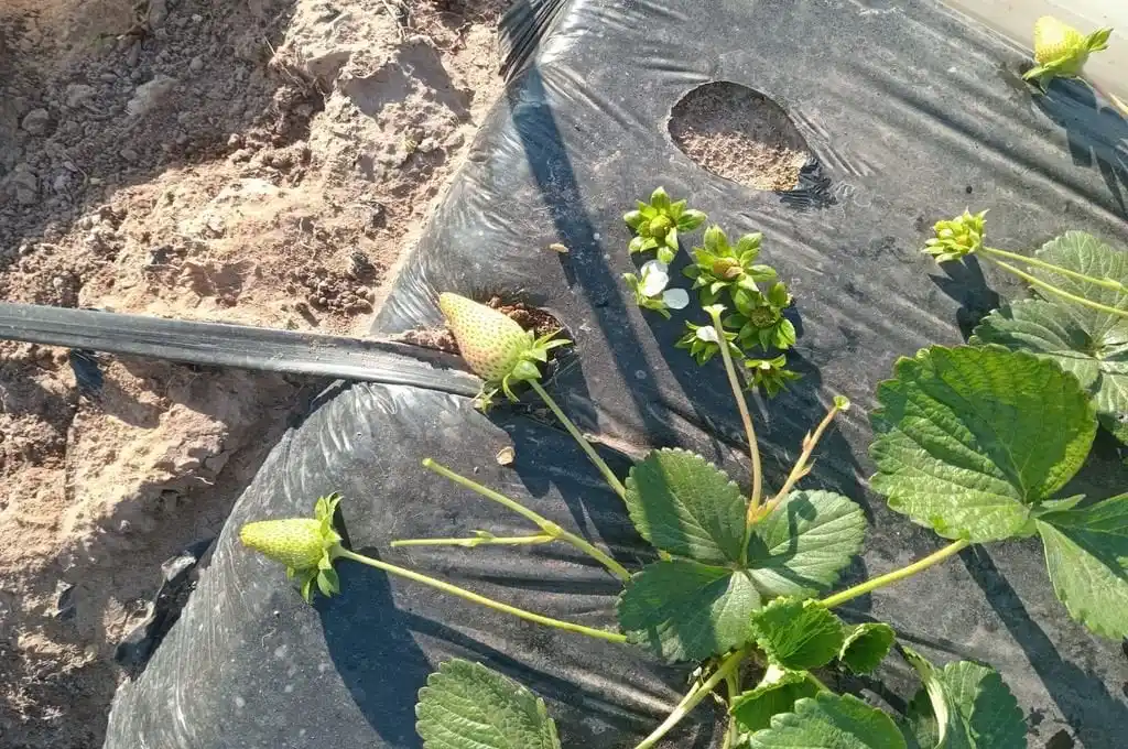 Impactos en los mulchings y frutillas afectadas en el campo de los García García. Foto: Miguel García.