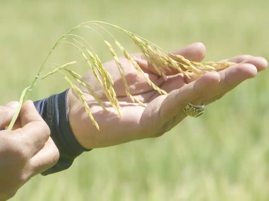 En Brasil el plan es importar menos arroz argentino y uruguayo