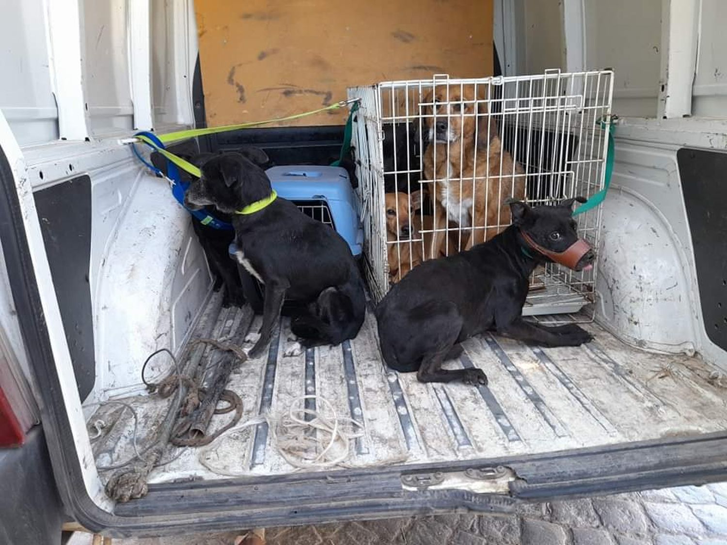 Los perros fueron rescatados. Estaban en condiciones de extremo descuido.