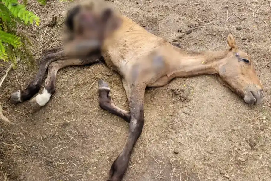 Grave hallazgo en Aurelia: encontraron animales con evidentes signos de maltrato