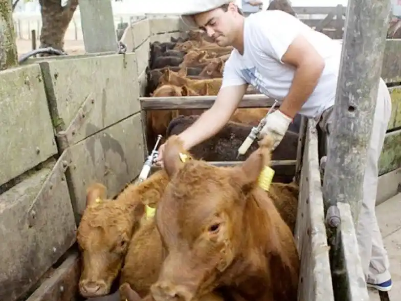 El retroceso en la vacunación antiaftosa: ¿Innovación o repetición de un modelo fallido?