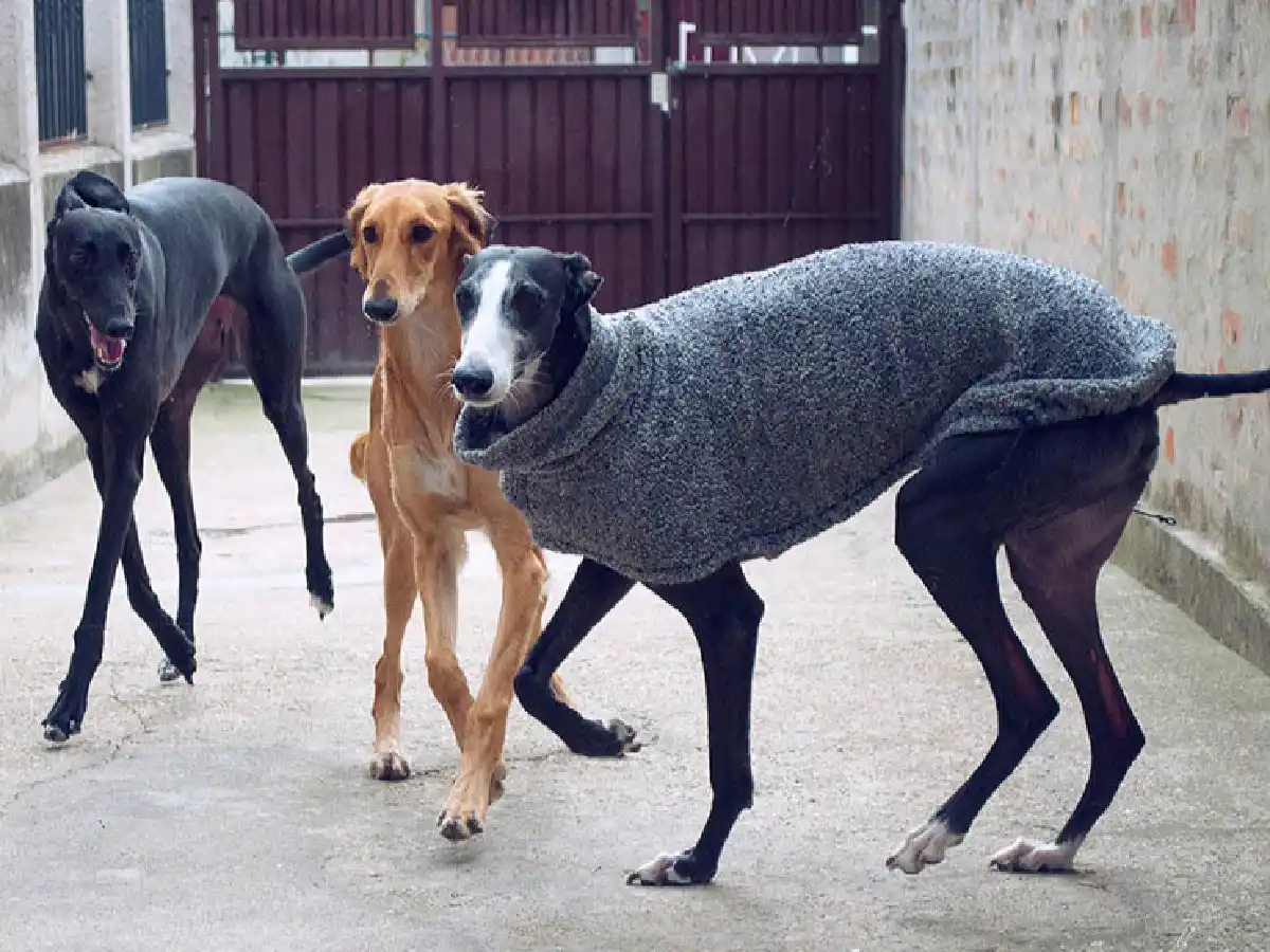 Córdoba: rescatan a seis galgos desnutridos que los usaban para entrenar a un pitbull