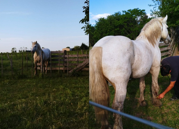 Buscan caballo robado