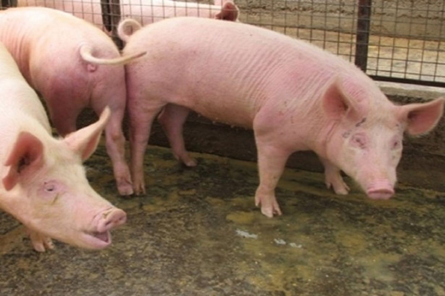 La producción porcina entrerriana alcanza cifras récord