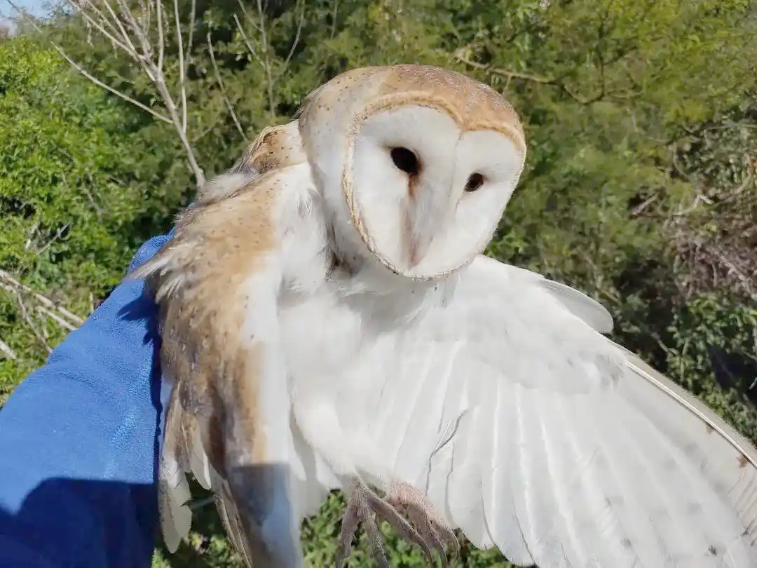 Encontró a una lechuza herida y la auxilió