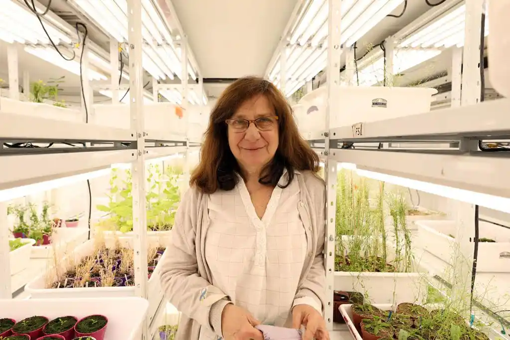 Trigo y soja HB4: producir más, con menos agua