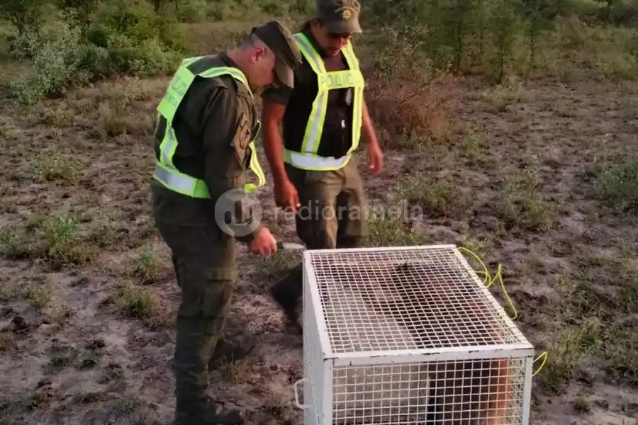 Aguara Guazú en Rafaela: ¿qué fue lo que sucedió con el animal?