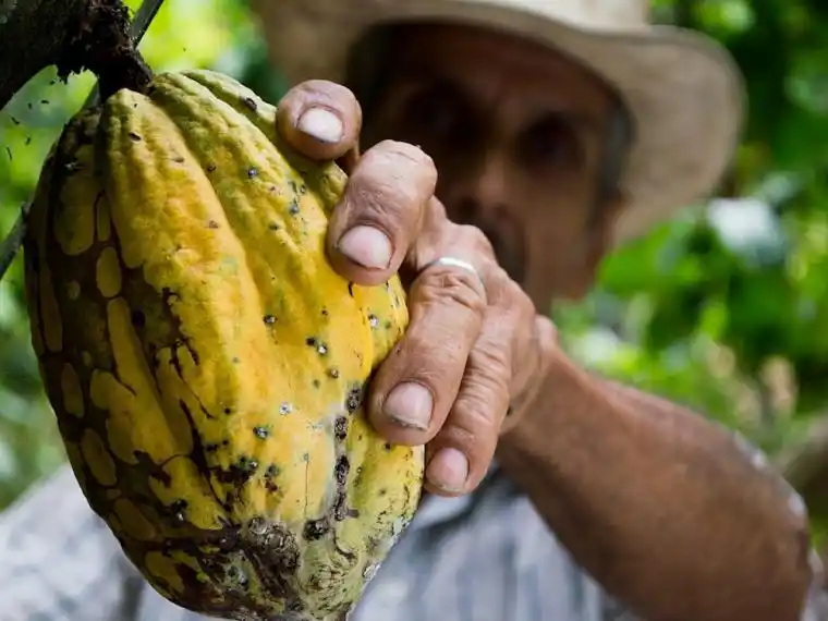 El cacao es 1500 años más viejo de lo que se creía
