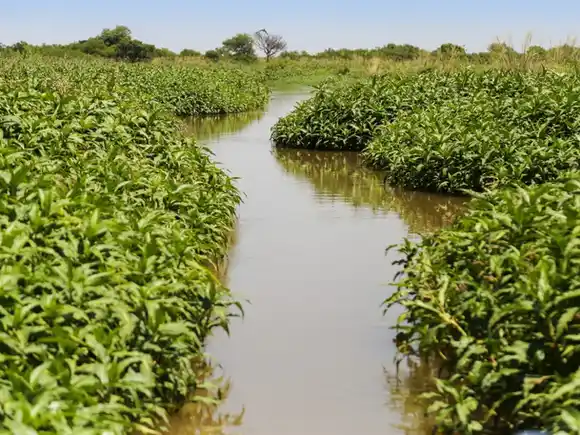El municipio podrá recuperar 800 hectáreas de humedales