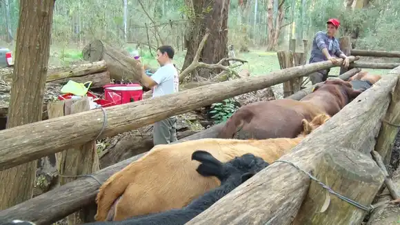 Reniero, presidente de Fucofa: "En la lucha contra garrapata Senasa está desaparecido"