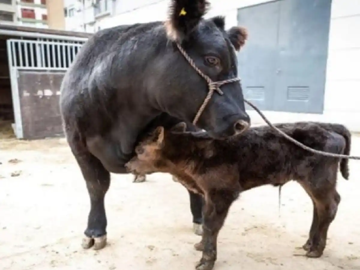 Bienvenido "De Rossi" el primer ternero nacido en la Rural