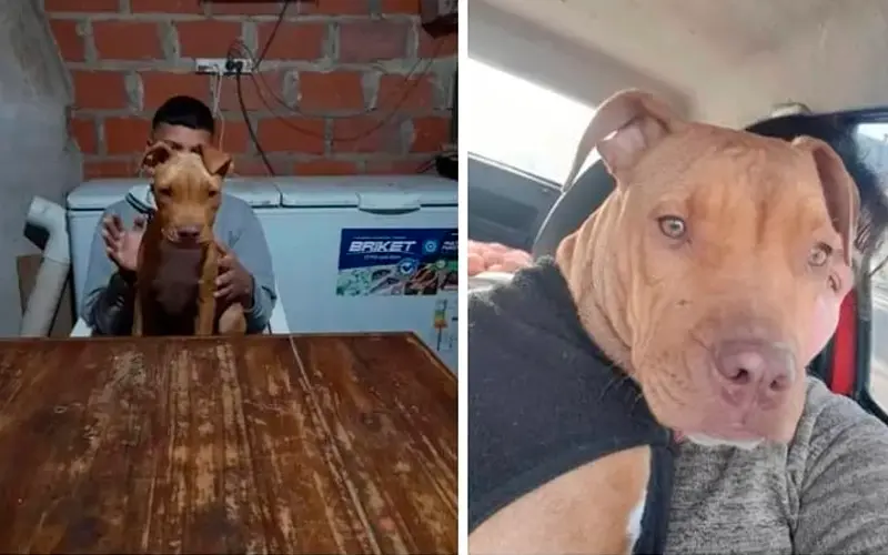 La buscan: está bajo tratamiento veterinario