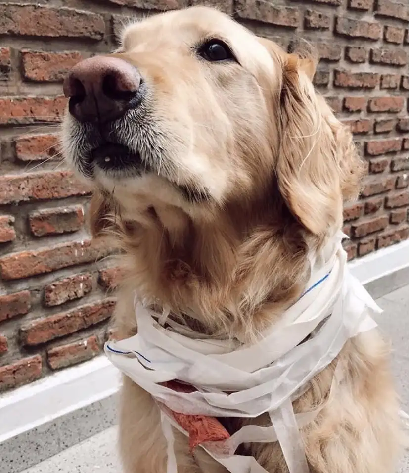 Un pitbull atacó a dos hermanos y a su mascota mientras paseaban por la calle Azcuénaga