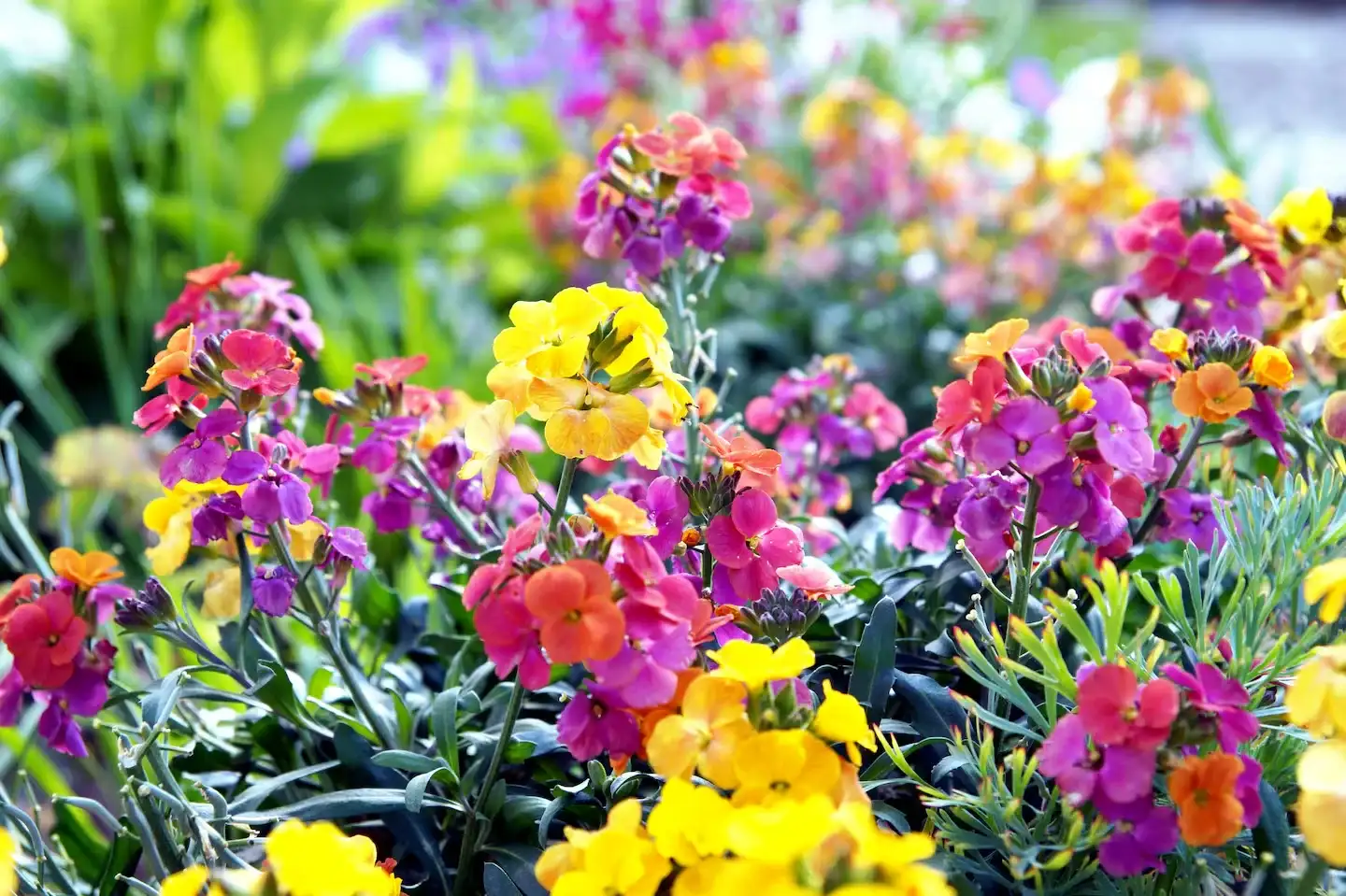 plantas - 2