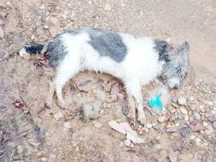 Avances en la causa por envenenamiento masivo de perros y gatos