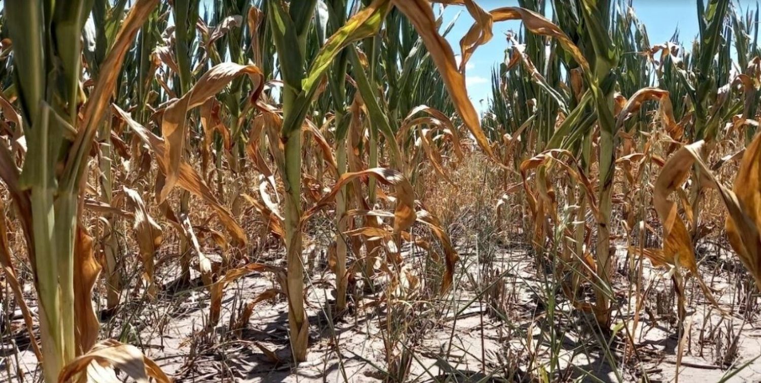 Paisaje agrícola “complejo y desalentador” en el centro norte de Santa Fe