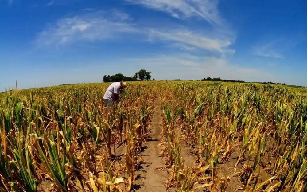 Sequía, heladas sorpresivas y el aumento de  impuestos afectan a los productores rurales