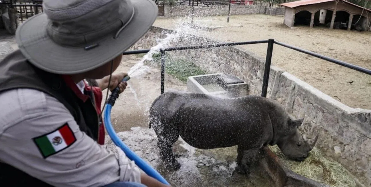 Personal del Zoológico de León, en el estado mexicano de Guanajuato, refresca con una manguera a un rinoceronte blanco