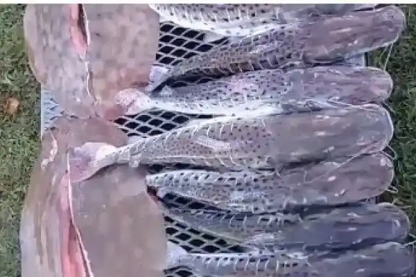 La provincia de Santa Fe aplica sanciones por infracciones a la Ley de Protección de la Fauna Íctica