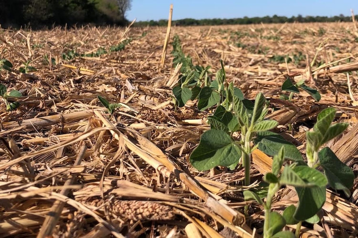 Un informe sobre cómo será el clima en los próximos tres meses enciende las alarmas