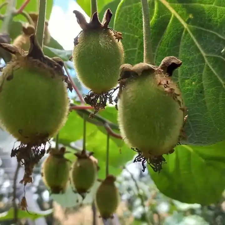 La Ruta del Kiwi en Saladillo