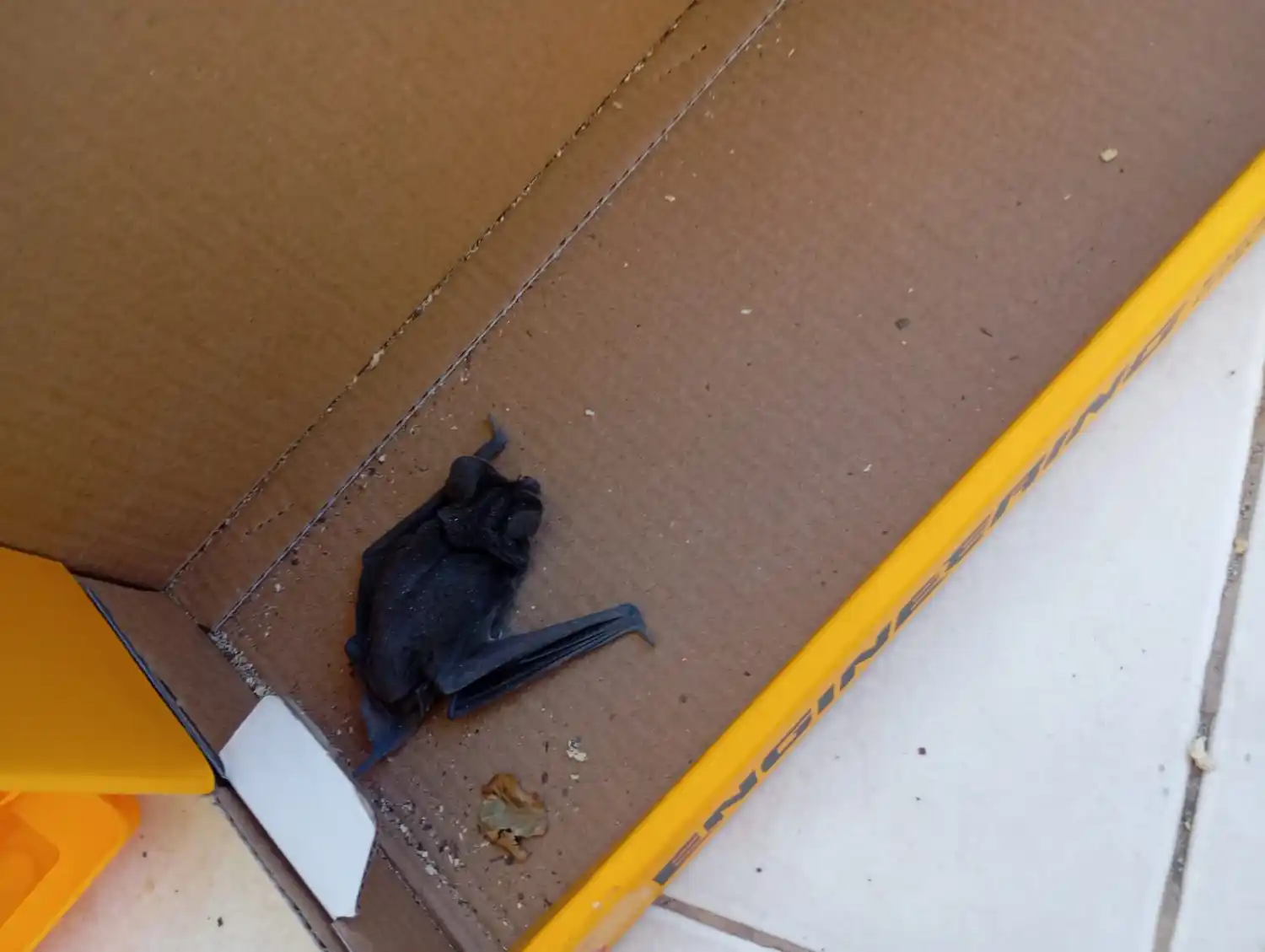 El murciélago con rabia estaba adentro de una caja de juguetes de un nene de tres años.