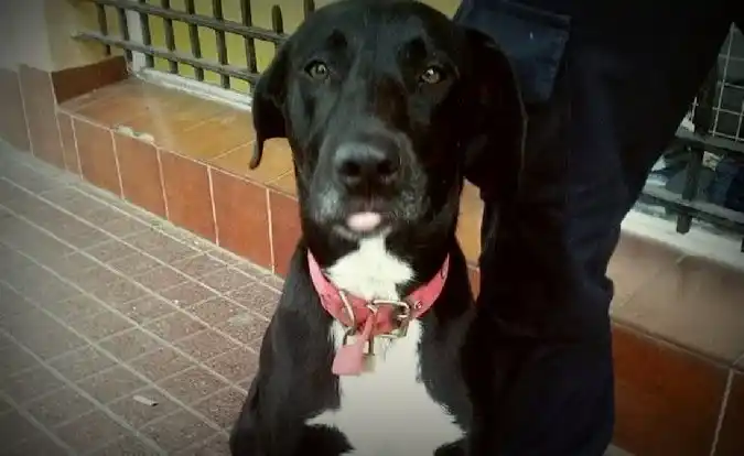 Otra víctima de la pueblada en Monte Hermoso: al perro "Chocho" lo quemaron vivo