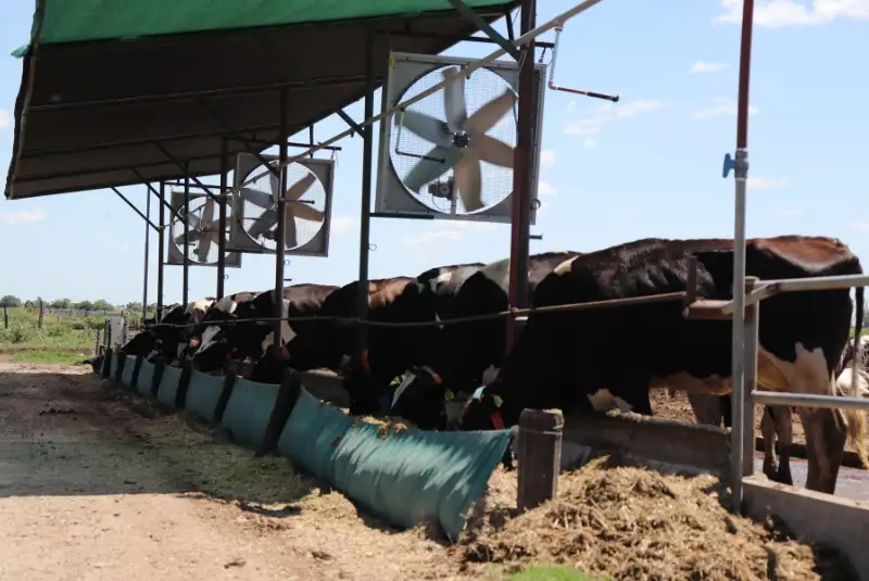 El sistema de ventilación-mojado reduce el riesgo de estrés calórico de la hacienda lechera