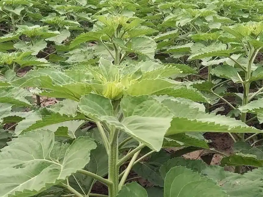 Actualmente, se proyecta un área 2025/26 de 2,5 millones de hectáreas y ya se sembró casi un tercio de la superficie estimada, sin descartar que el número final pueda ser inclusive más alto.