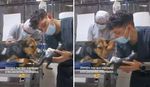 imagen Video: el tierno momento en que un veterinario le explicó a un perrito en qué consistirá su su operación