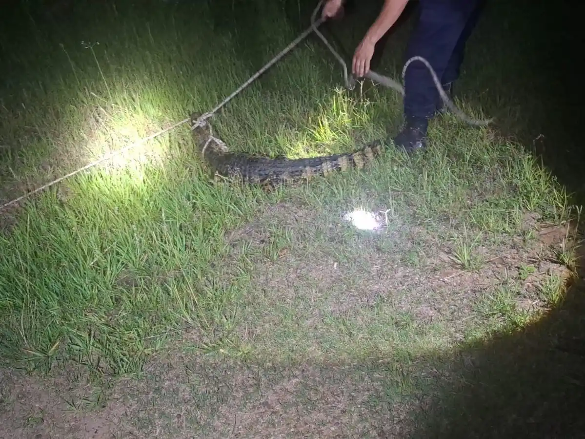 Capturan un yacaré negro que deambulaba sobre la ruta de acceso a Benito Legerén