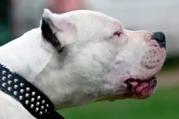 Una adolescente de 15 años murió tras ser brutalmente atacada por dos dogos: los perros fueron apuñalados