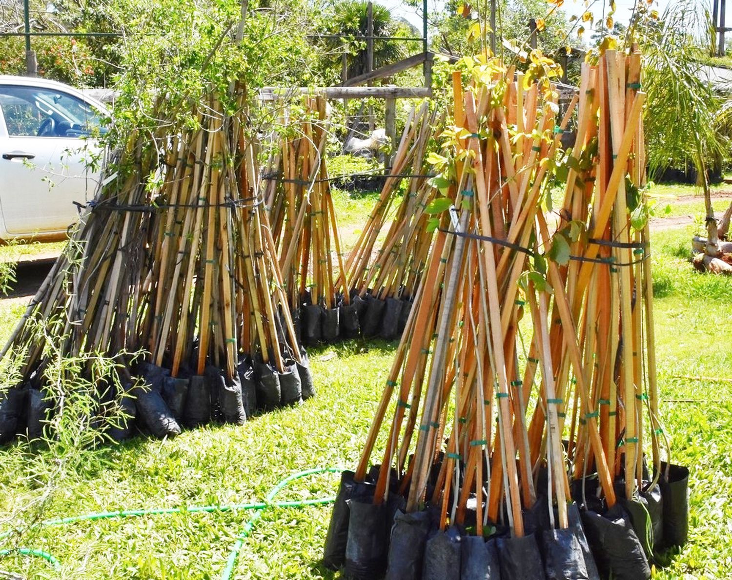 Más de 800 árboles para ampliar el alcance del Plan Municipal de Arbolado Urbano