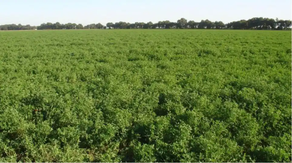 Sociedad Rural de Rafaela