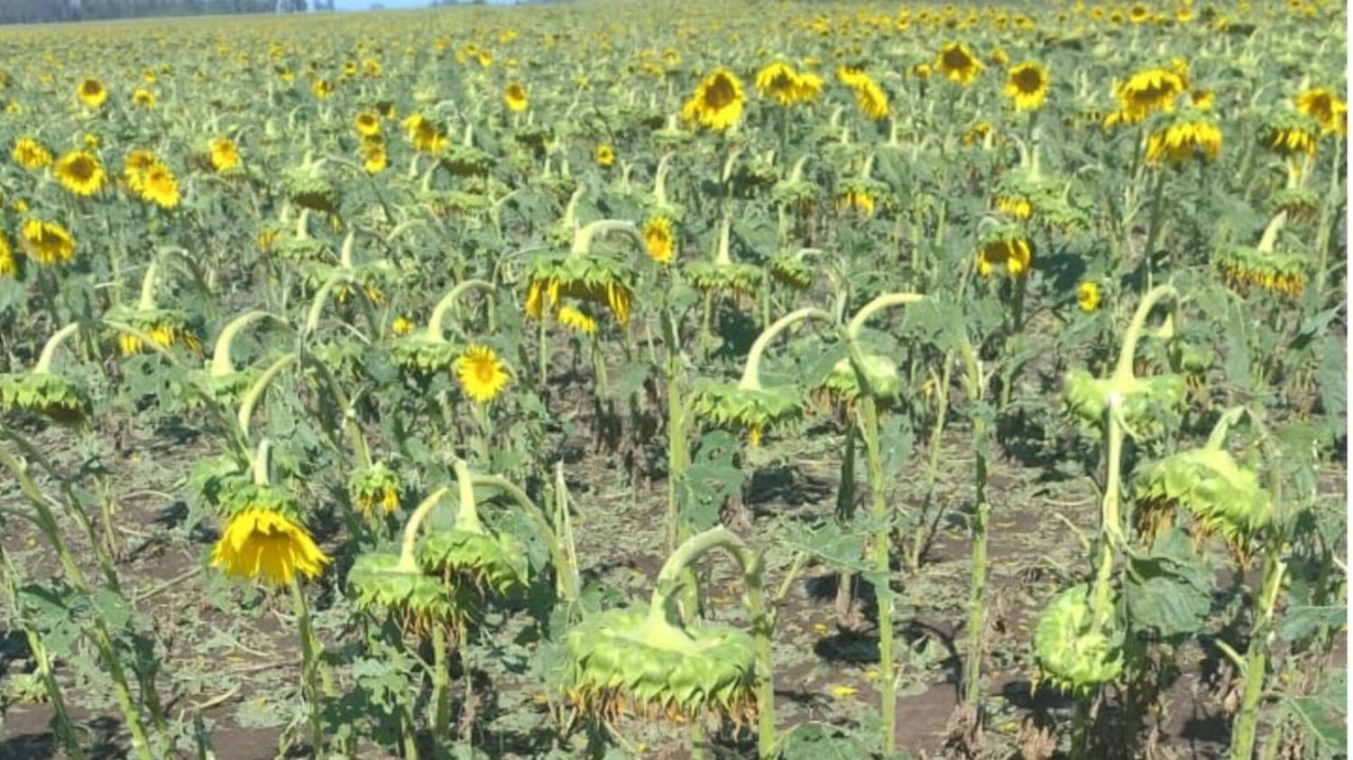 Foto: La Mañana de Bolivar