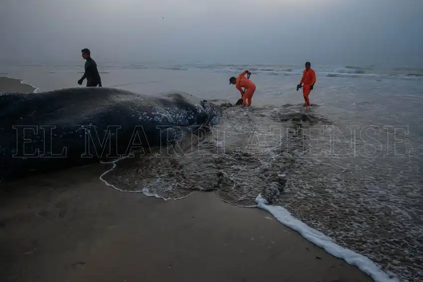 Se suspendió el operativo para trasladar a la ballena al basural
