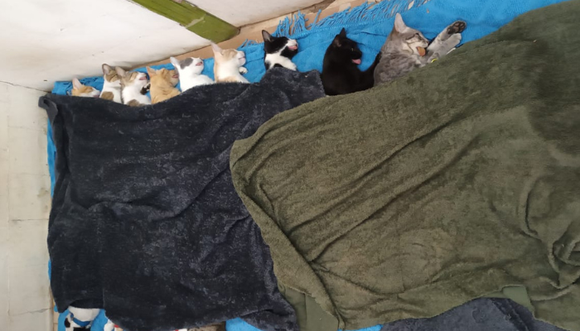 Turnos acumulados y demoras para castraciones en el Refugio Animal