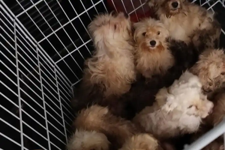 Venado Tuerto: Los Pumas labraron acta por infracción contra maltratos y actos de crueldad a once perros