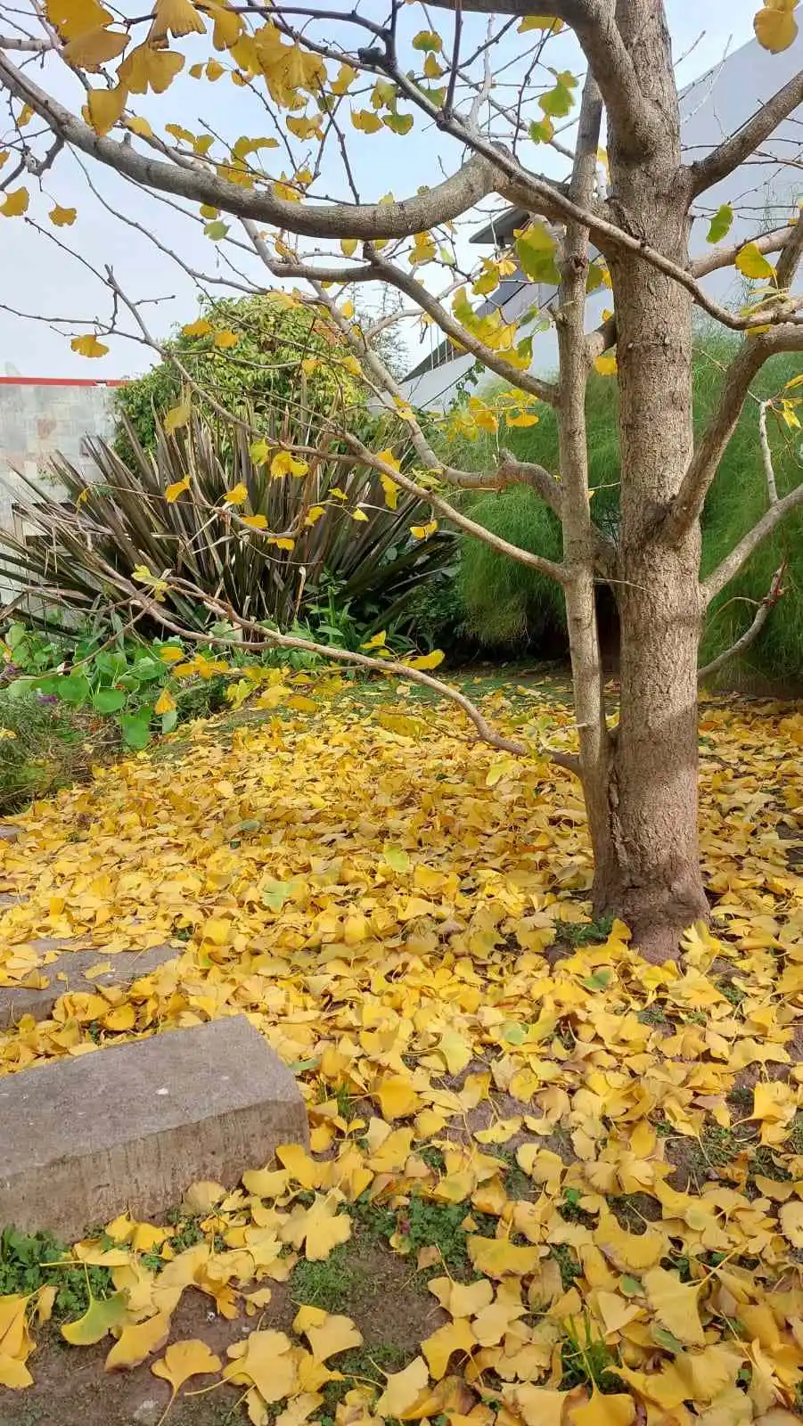 arboles san francisco